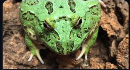 Amphibians
