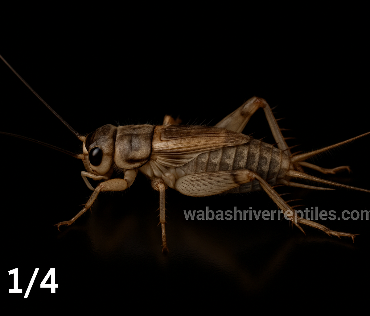 Small Crickets 25