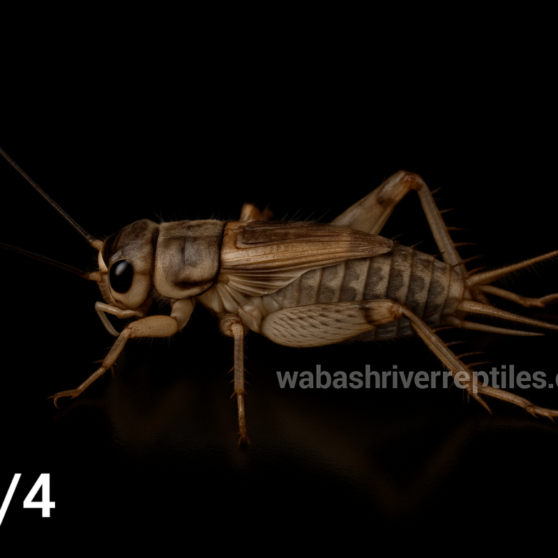 Quarter-size gray banded cricket on black background with wabashriverreptiles.com watermark – feeder insect photo.