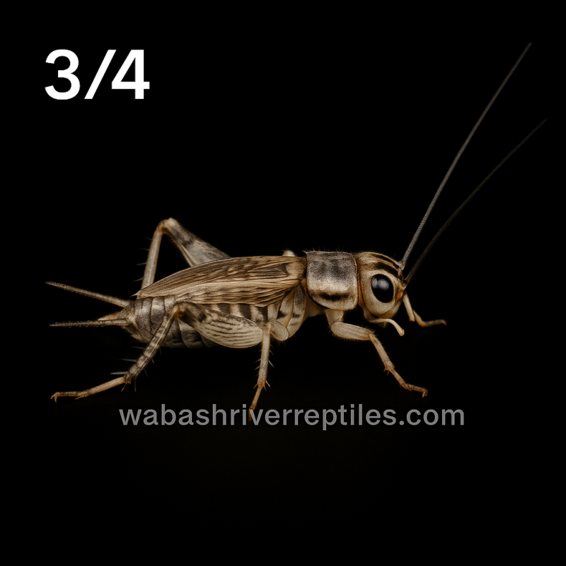 Three-quarter inch gray banded cricket on black background with wabashriverreptiles.com watermark – feeder insect photo.