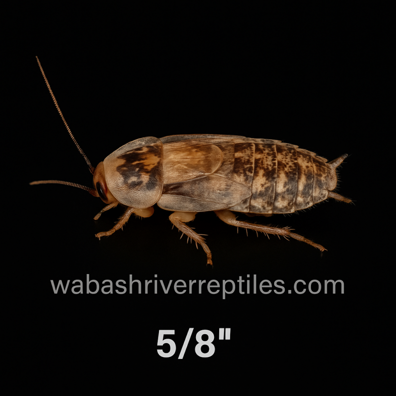 Medium Dubia roach (5/8 inch) on black background with wabashriverreptiles.com watermark – feeder insect photo.