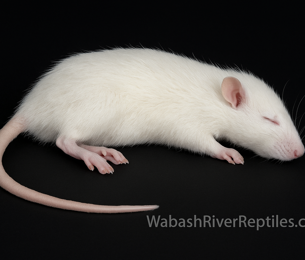 Frozen Large Rat
