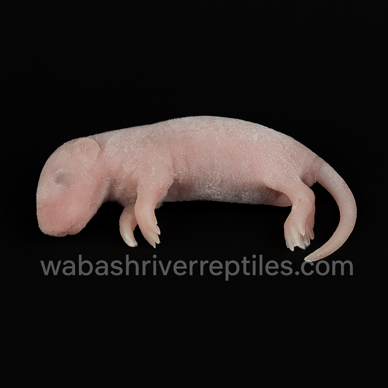 Frozen weaned white rat feeder on black background – Wabash River Reptiles watermark.