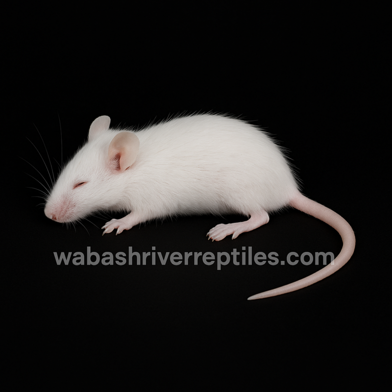 Frozen small white mouse on black background with wabashriverreptiles.com watermark – 7 to 12.99 gram feeder mouse.
