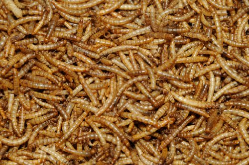 Mealworms 50ct