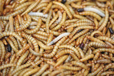 Giant Meal Mealworms 50CT