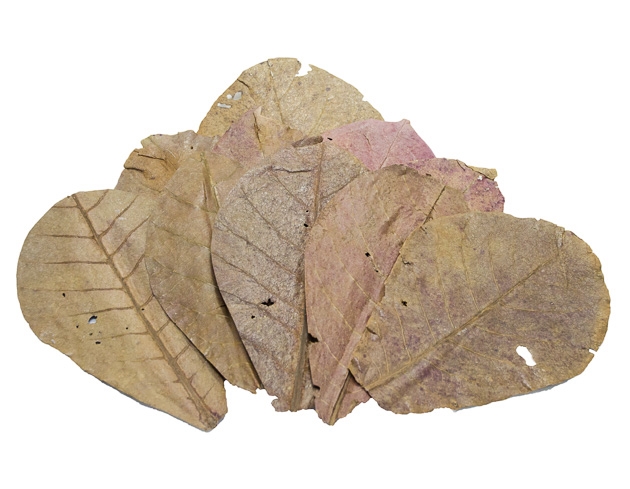 Almond Leaves 10 Pack