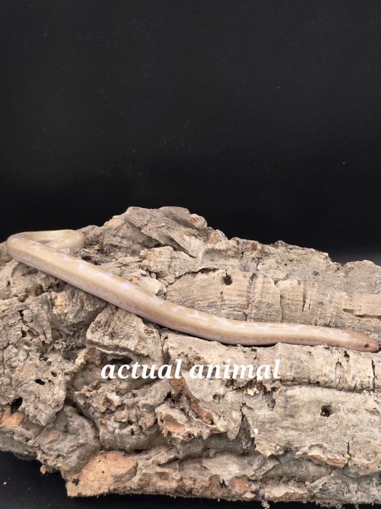 Kenya Sand Boa : Snow