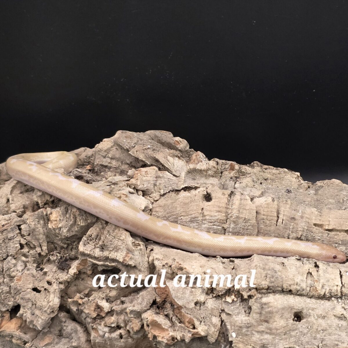 Kenya Sand Boa : Snow