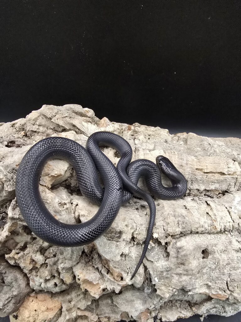 Mexican Kingsnake : Black