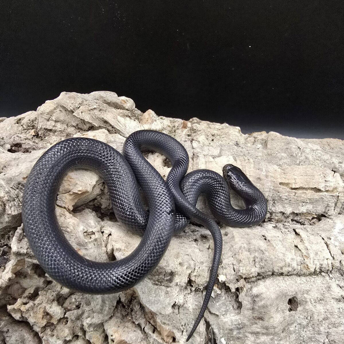 Mexican Black Kingsnake