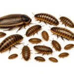 Live Dubia roaches 1 inch – large reptile feeder insects for adult lizards, geckos, and amphibians.