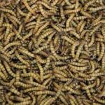 Live mealworms for reptile feeders shown at natural size on a white background, high-quality feeder insects for reptiles, lizards, and amphibians.