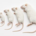 Frozen feeder mice in assorted sizes from small to large, arranged neatly for reptile and raptor food.