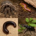 Invertebrate category image with tarantula, scorpion, millipede, and isopods in a natural terrarium setting for exotic pet enthusiasts.