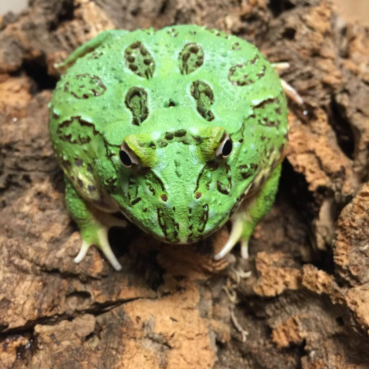 Pacman Frog : Samuri Blue