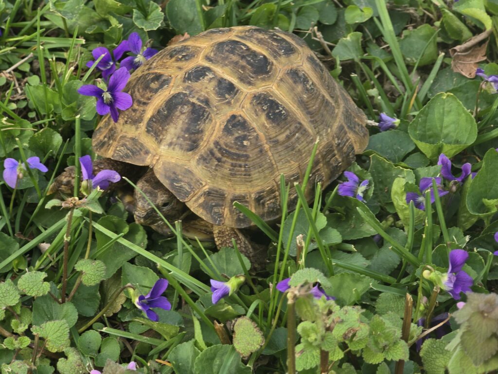 Tortoise
