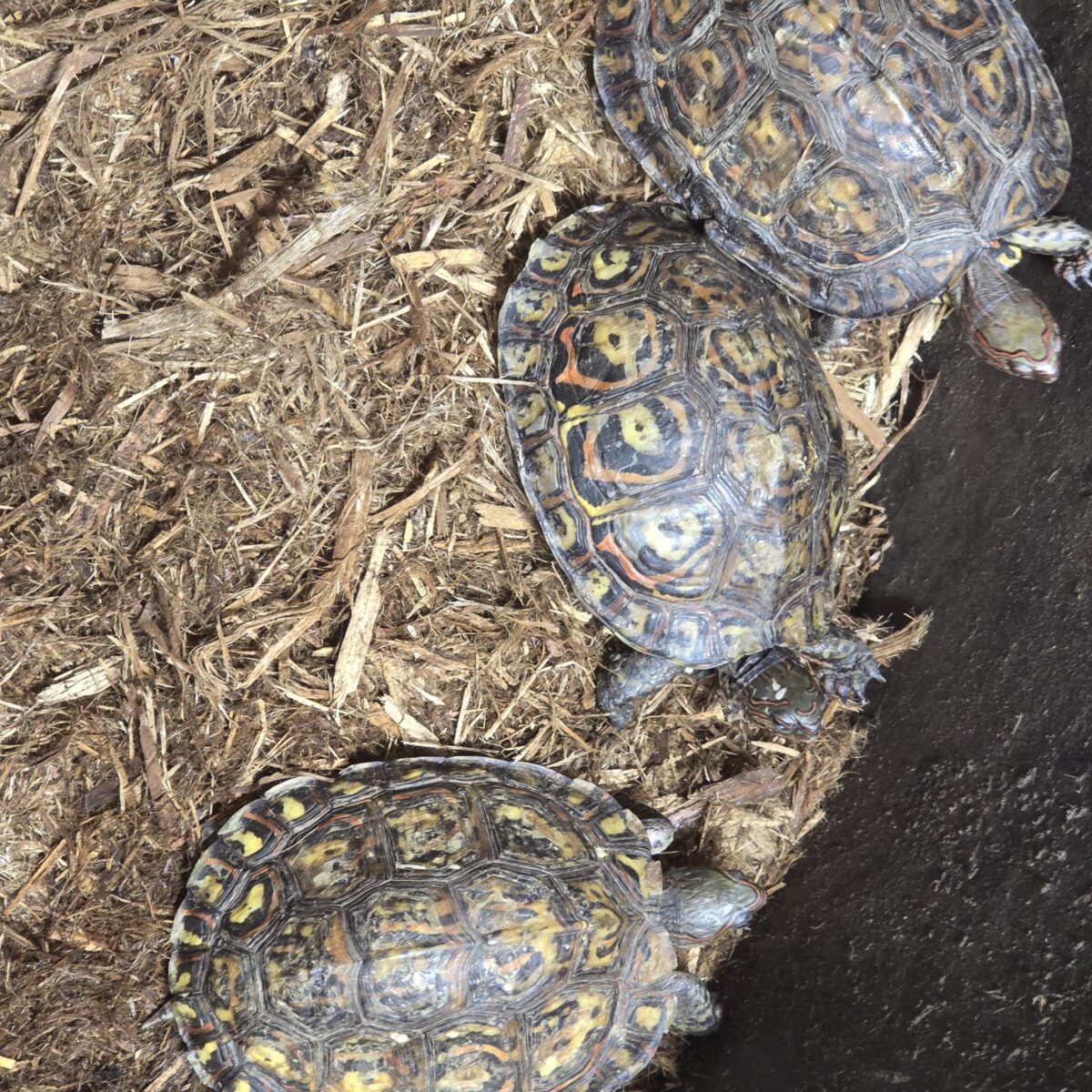 Central American Wood Turtle