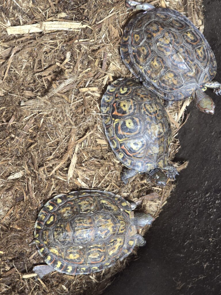 Central American Wood Turtle