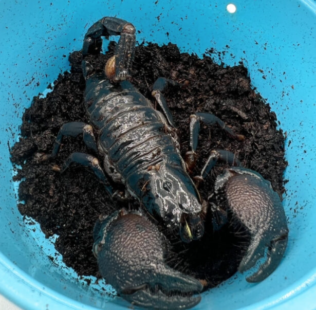 Emperor Scorpion - Adults )