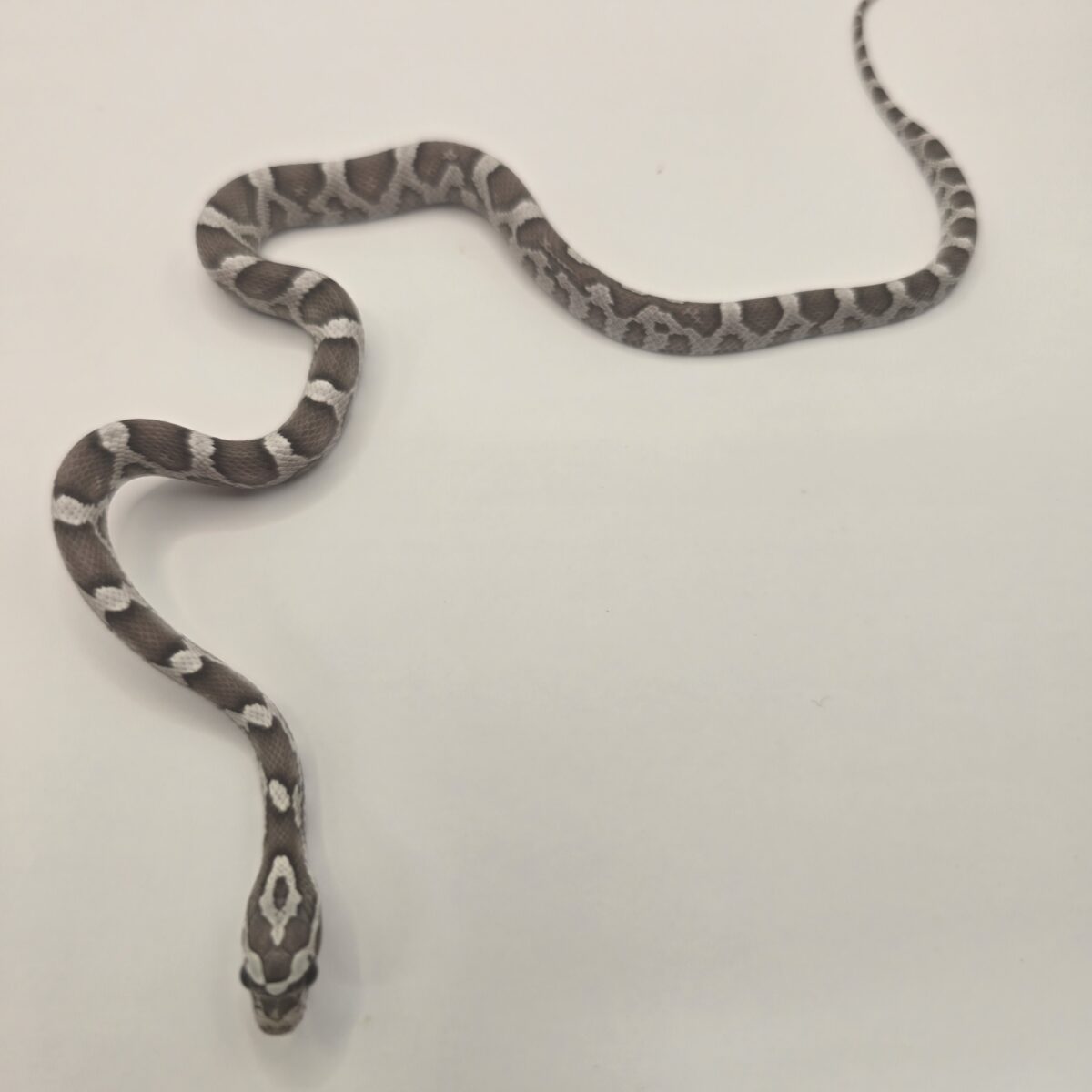 Ghost Corn Snake