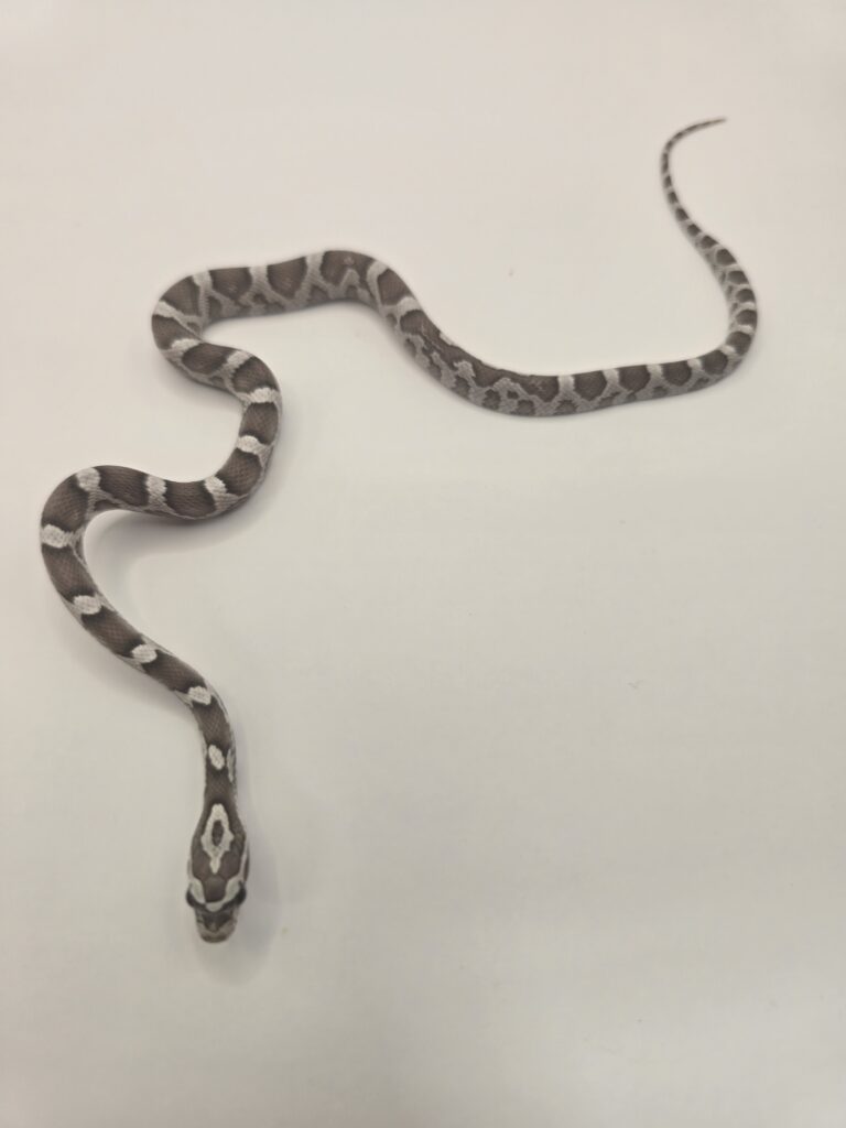 Corn Snake