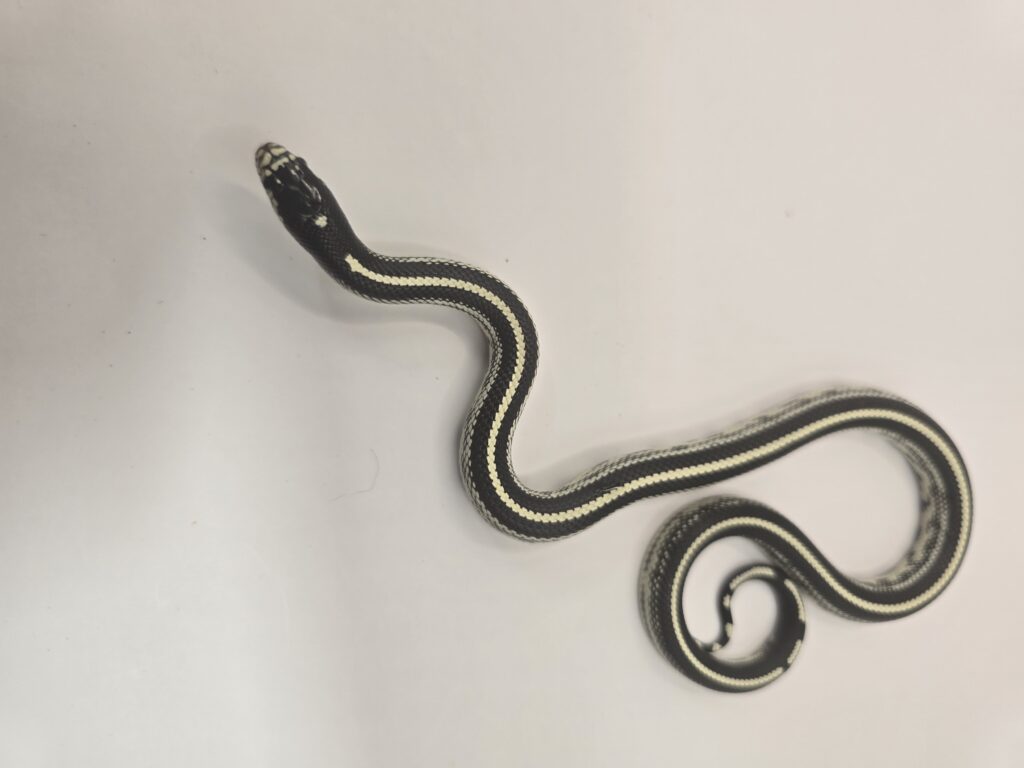 Kingsnake