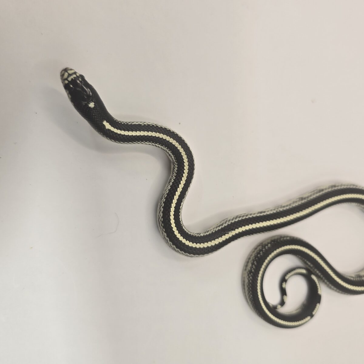 Black & White Striped California King Snake