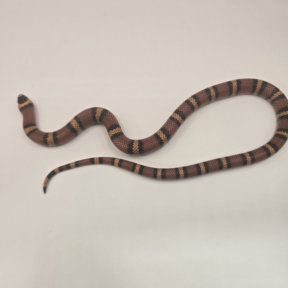 Tangerine Honduran Milk Snake