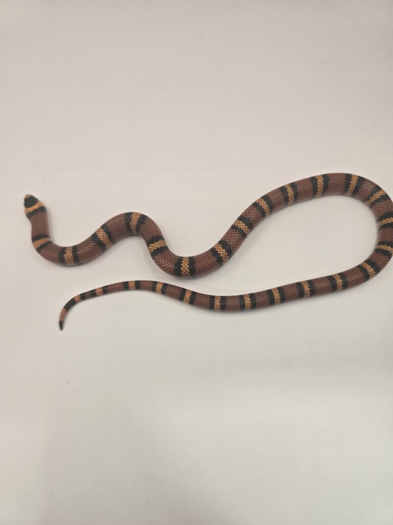 Milk Snake