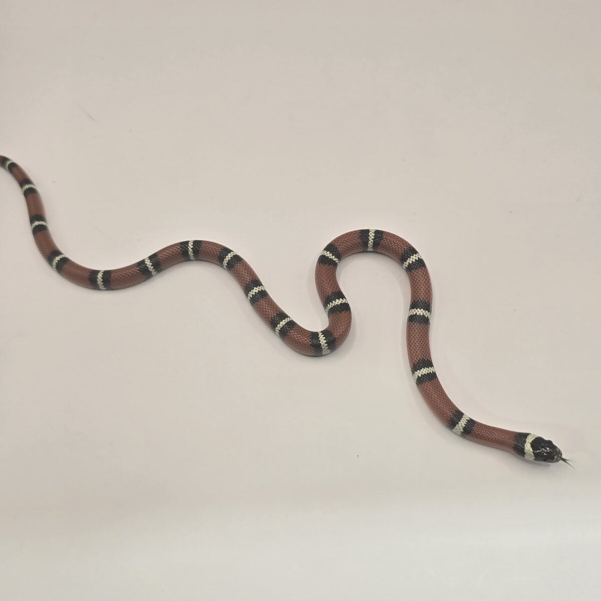 Sinaloan Milk Snake
