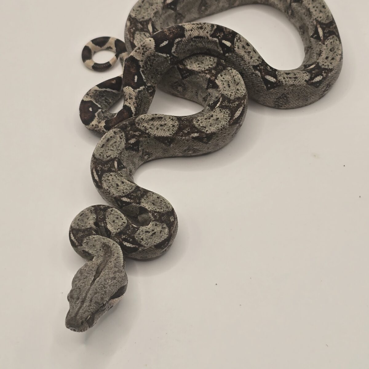 Colombian Boa