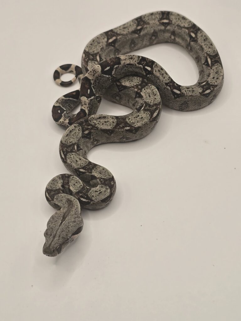 Boa imperator