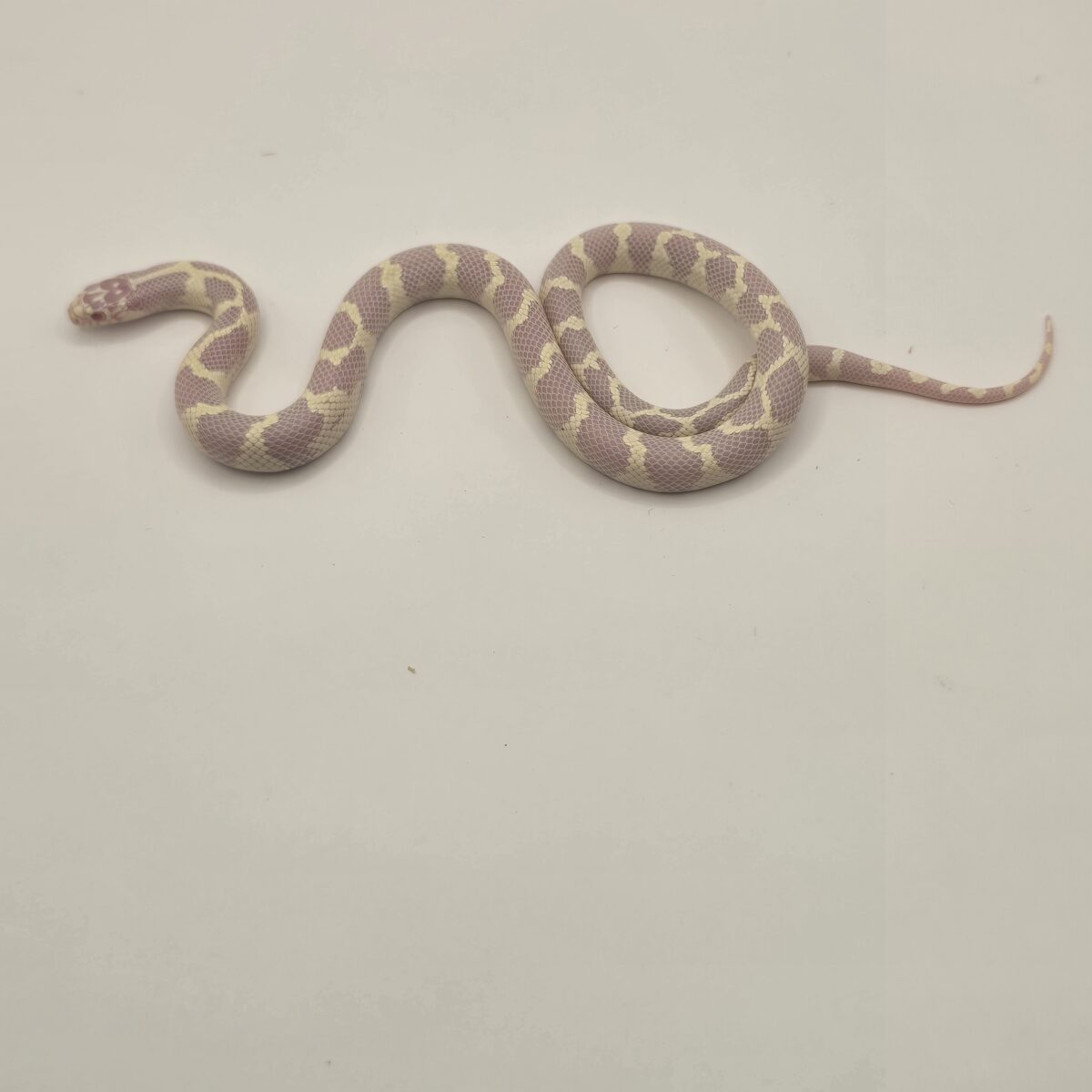 Albino Aberrant California King Snake
