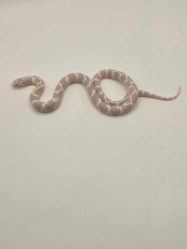 Kingsnake