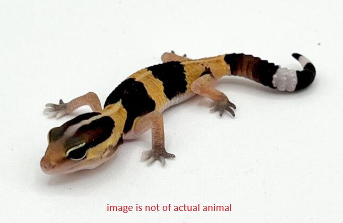 African Fat Tail Gecko