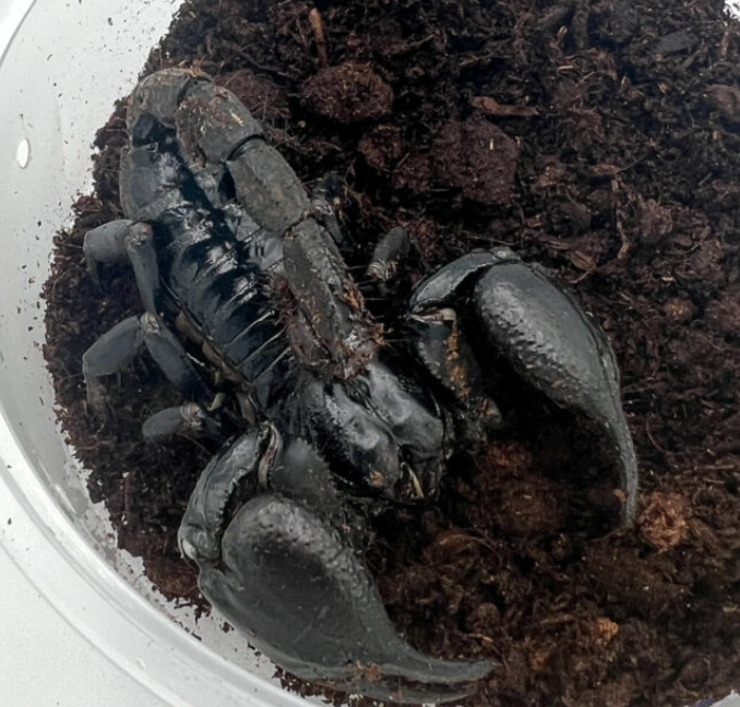 Asian Forest Scorpion