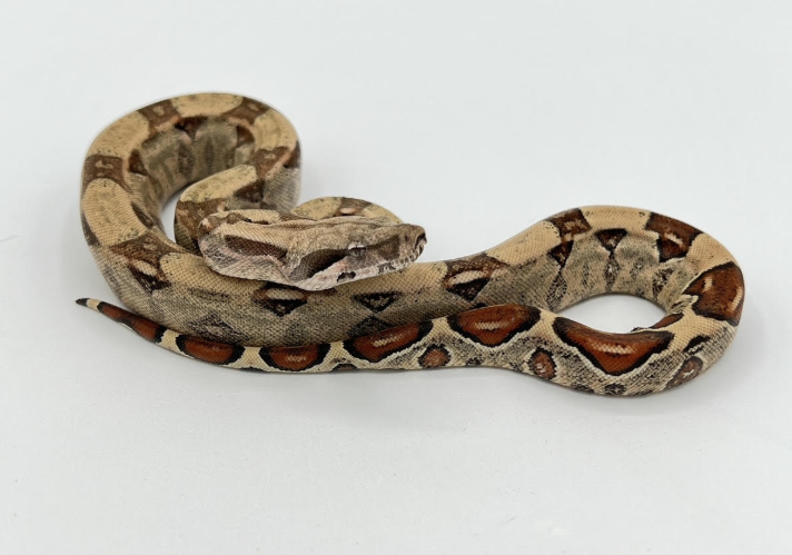 Colombian Boa