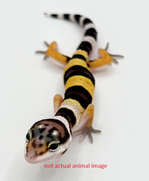 Leopard Gecko ( Normal )