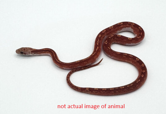 Pied Sided Blood Corn Snake