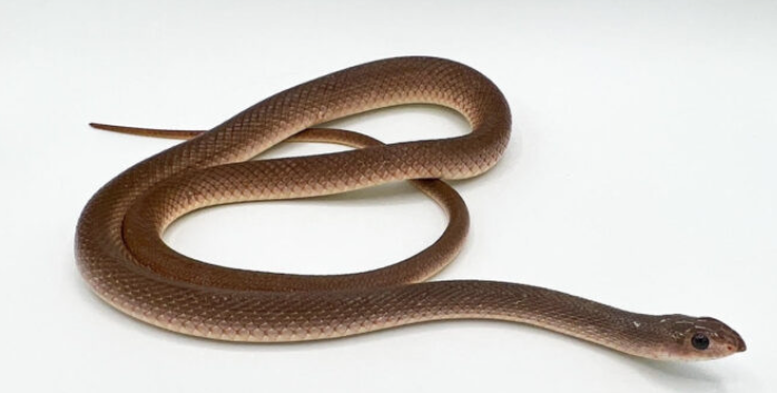 Red Beaked Snake