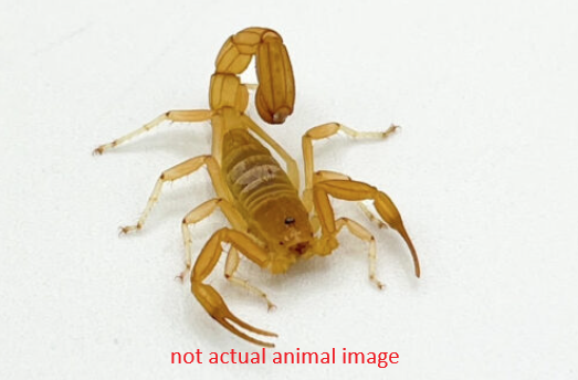 Striped Devil Scorpion